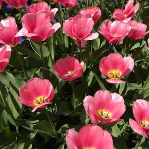 Meet your Posher, Nancy